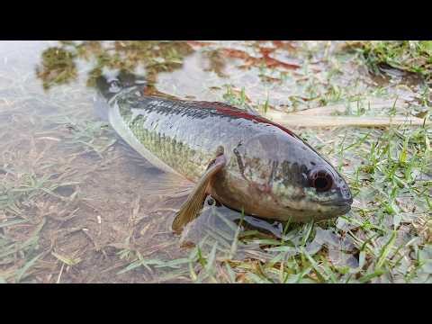 Rainy Day Fishing Secrets You Never Knew About Climbing Perch