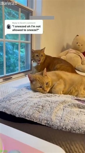 Alien Cat attacks randomly - Cat Life 😹 Crazy Fun!