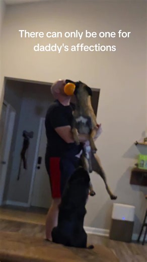 Brawling for Daddy's Love: Adorable Dogs Compete