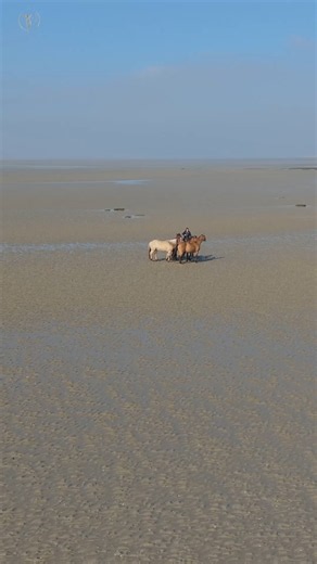 « Mon cheval me mordait, me poussait, m'arrachait la longe… Je ne comprenais plus rien. »