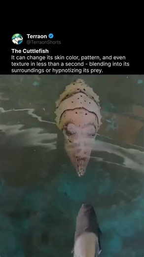 The Ocean’s Living Alien