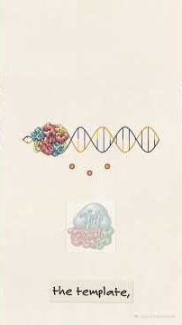 Transcription (synthesis of mRNA)