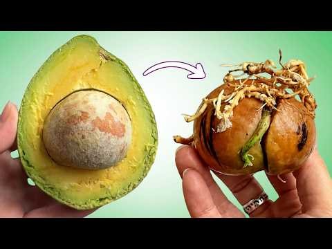 Thought It Would Take 4 Weeks…It Took 73🥑