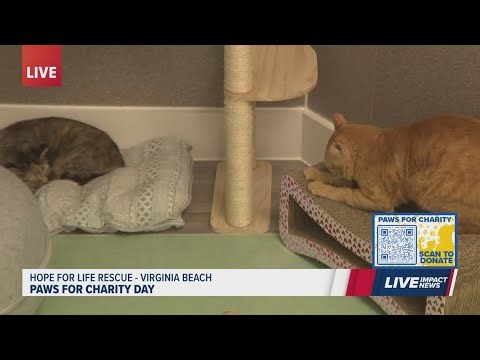 Paws for Charity: Visiting the cats at Hope for Life Rescue