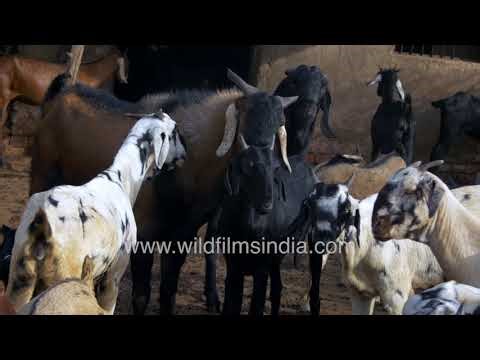 Goat herds gather inside rustic village farm enclosure at Dera Village