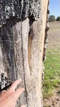 Why This Hackberry Tree Died | Postmortem Arborist Diagnosis (North Texas) | Arborist Henry Friar