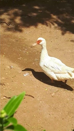 Forget Pesticides: Why Muscovy Ducks are Better for Your Garden