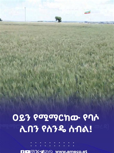 በምሥራቅ ጎጃም ዞን በባሶ ሊበን ወረዳ የሚገኙ የስንዴ ማሳዎች፣ አረንጓዴ ምንጣፍ የተነጠፈባቸው ያህል እጅግ ያምራሉ። በወቅቱ የተዘራውና በጥሩ እንክብካቤ የተያዘው ይህ ሰብል ለአካባቢው አርሶ አደሮች የብሩህ ተስፋና የሥራቸው ፍሬ ምልክት ሆኗል። 🌾✨ #ባሶ_ሊበን #ምሥራቅ_ጎጃም #ስንዴ #ግብርና #አሚኮ