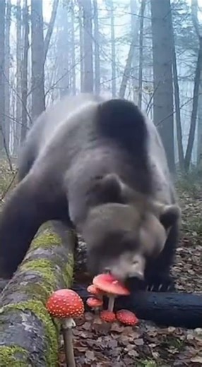 クマが毒キノコを食べた瞬間…！ #animalshorts #衝撃映像 #監視カメラ #自然の記録 #野生動物