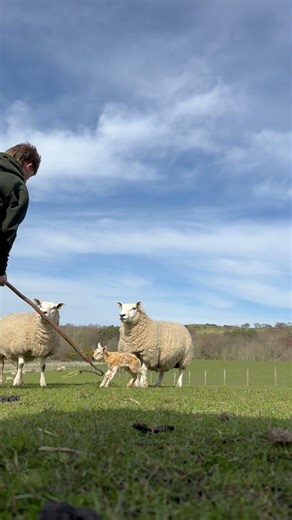 Catching a sheep with a shepherd crook