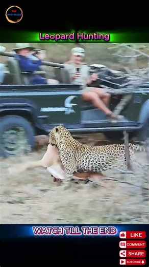 Leopard vs Hyena: A Battle of Brain vs Power