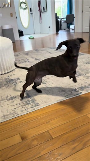 Funny Dachshund and Her Automatic Ball Launcher