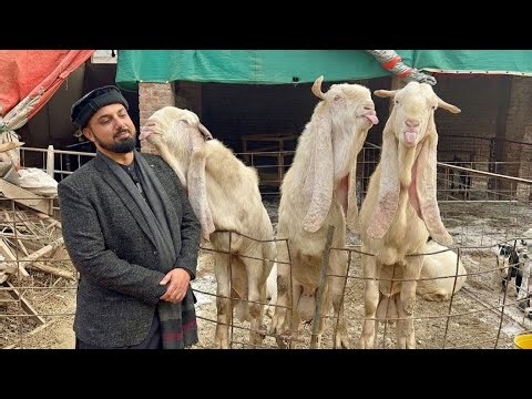 Intelligent Goat Farming Business | Gulabi Goats Farming Punjab @thesarwargoatfarm #goat #farming 