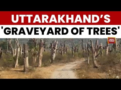 Uttarakhand Loses 214 Sq Km Forest Cover Amidst 'Graveyard of Trees' Crisis | India Today News