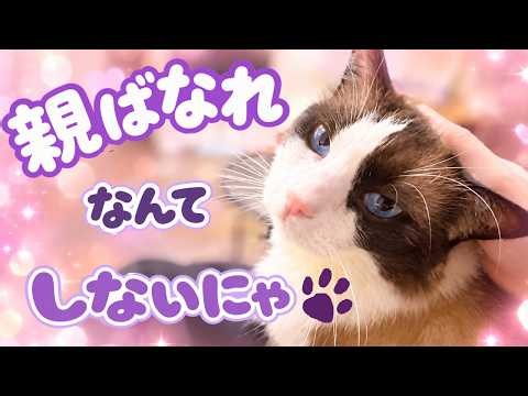 甘えん坊ラグドール。お留守番のあとママから離れなくなっちゃいました。