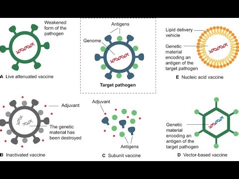 Mechanism of action of Live Attenuated and Inactivated Vaccines