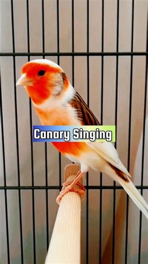 Canary Singing Training Video | Best Canary Singing | Canary Bird Sounds #galerikenariindonesia