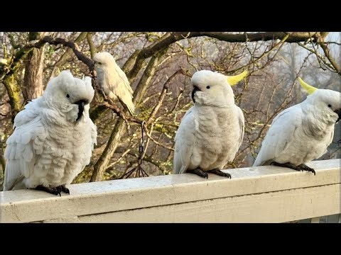 Living with WILD Australian birds: A day in the life