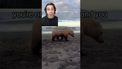 Learn the cool facts about grizzly bears living on a beach