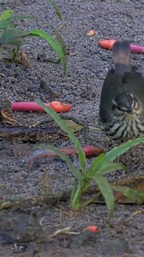 Northern Waterthrush Forages Under The Panama Feeders