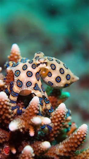 Unveiling the Lethal Beauty of the Blue-ringed Octopus Underwater 💙