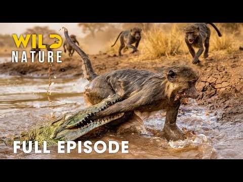 Win or Die (FULL EPISODE) | Deadliest Battles for Survival | Animal documentary
