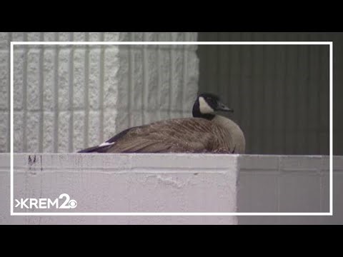 Washington man faces animal cruelty charges after attacking a nesting goose