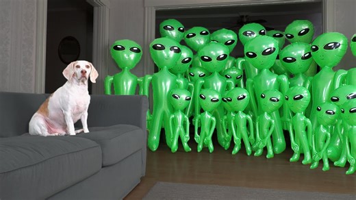 Dog stays calm during alien invasion prank and inspects closely
