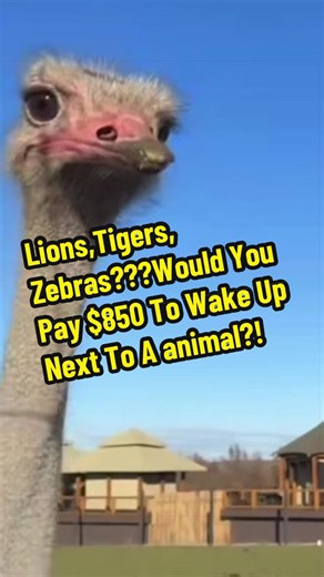 Tiger and Lion Bungalow Near Syracuse: Wake Up to Safari Animals