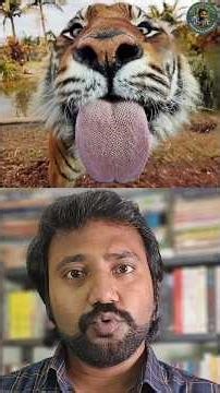 Will it hurt so much if a tiger licks us? #naturelover #wildlife #naturelover #tiger