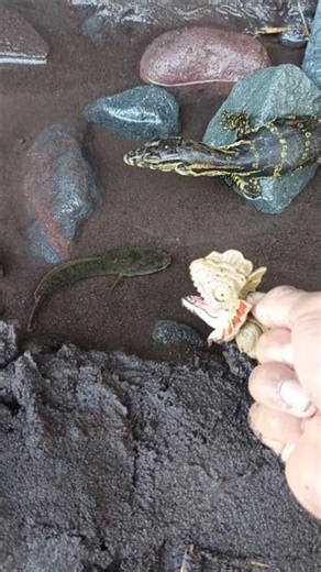 HOW TO CATCHING SNAKEHEAD FISH,beautiful snakehead- SNAKEHEAD FISH #shorts #fish #channa #viralvideo