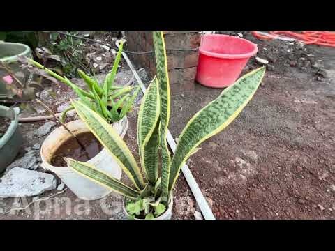 Snake Plant ||Sansevieria || ड्रॅकेना ट्रायफॅसियाटा 