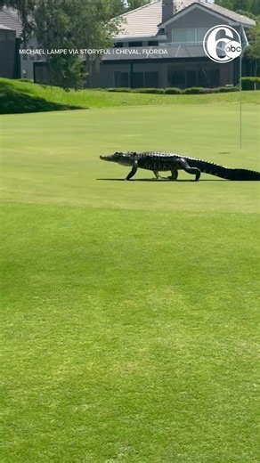 'Welcome to Florida': Alligators Stroll Through Golf Course
