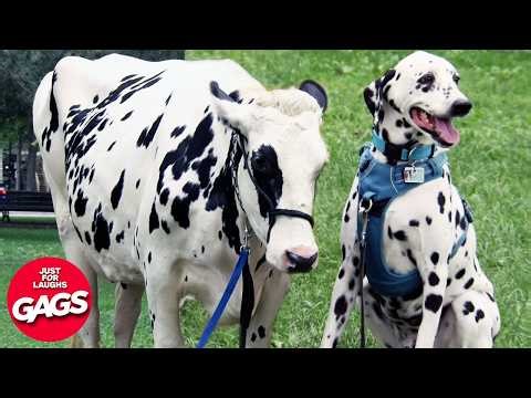 New 2026 Funniest Prank Compilation | Just For Laughs Gags