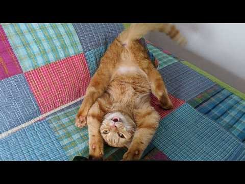 Cats Being Hilarious for No Reason 🤣 The Funniest CATS Video 2026