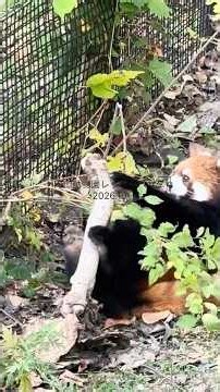 レッサーパンダヒナギクちゃん逆走でんぐり返りも逆回転 #円山動物園 #レッサーパンダ #ヒナギク