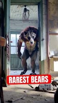 5 Rarest Bears On Earth