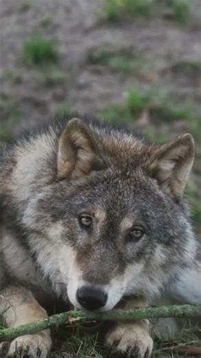 100 fascinating facts about wolves