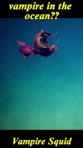 vampire squid...streight from hell