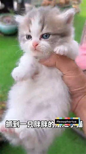 These kittens are too adorable #cat #kitten #cute