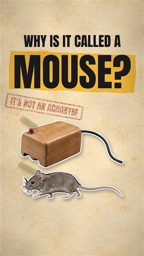 Why Is It Called a Mouse?