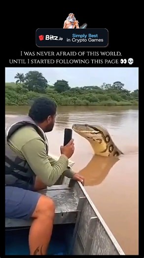 WeirdlyWild on Instagram: "The Green Anaconda (Eunectes murinus) is widely recognized as the heaviest snake in the world and one of the longest, primarily inhabiting the swamps, marshes, and slow-moving rivers of the Amazon and Orinoco basins in South America. These formidable reptiles are members of the boa family and are perfectly adapted for a semi-aquatic lifestyle; their eyes and nostrils are positioned on top of their heads, allowing them to remain almost entirely submerged while scouting 