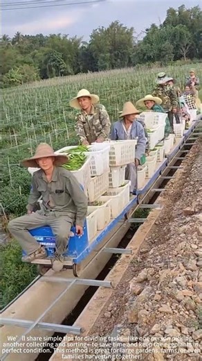 Teamwork: picking eggplants together! 🍆👫