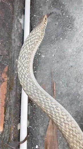 #snakebite #viral #snakevideo #cobra #animals #trend #snake #ratsnake ​⁠@chitransh_Bhai2.0 #shorts