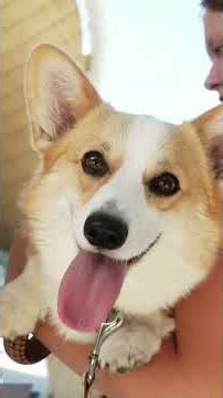 Corgi Race Vilnius 2026 – Aftermovie 🐾