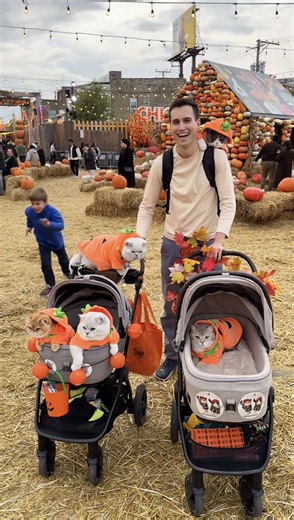 cute pumpkin patch cats in Chicago