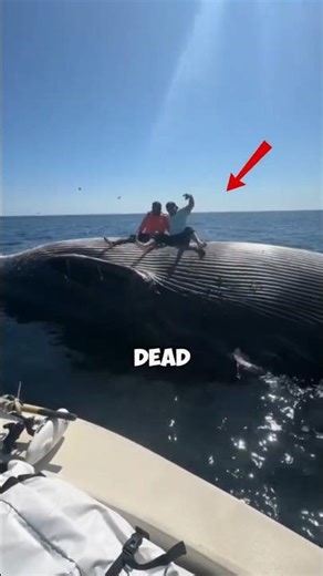 Never Stand On A Dead Whale 😳