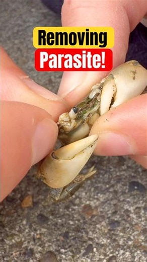 Removing Parasitic Barnacle From Poor Crab’s Eye! 😭 #animals #nature #shorts