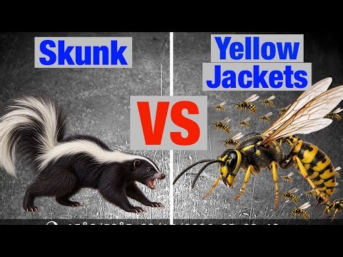 Skunk Digs Up a Yellowjacket Nest Gets Attacked and Stung