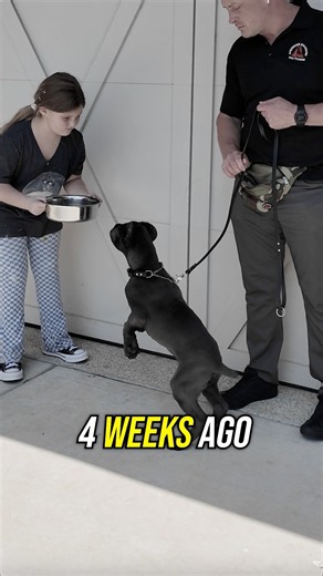 Your Dog Needs Impulse Control!